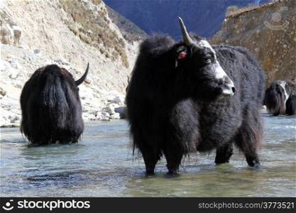 Black yak in the river near Samagoon in Nepal