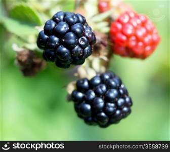 Blackberries close up. Nature background