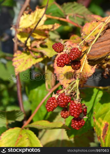 blackberries from your own garden