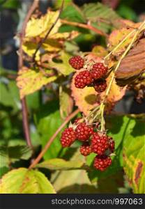 blackberries from your own garden