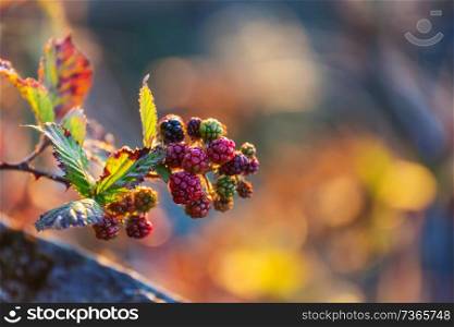 blackberries in the autumn garden. Natural background.