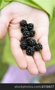 Blackberries on a woman hand in the forest