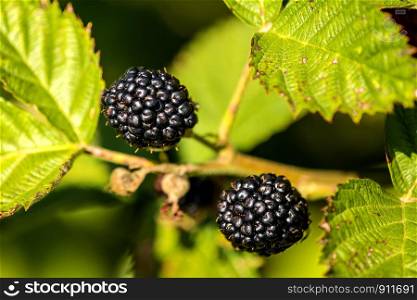 blackberries, ripe fruits on its bush in summer in Germany