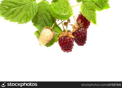 Blackberries with green leaves isolated on white