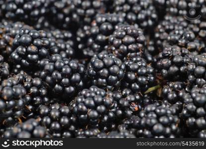 blackberry background, close up berries with selective focus