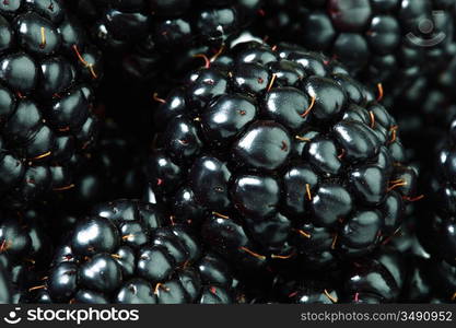 blackberry background macro close up