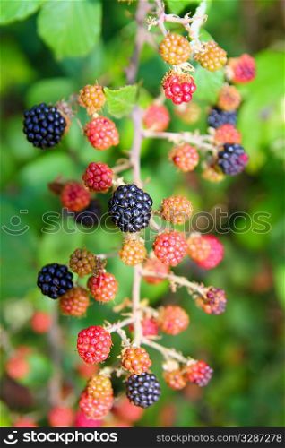 blackberry berries fruits branch in plant selective focus