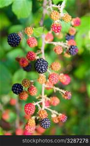 blackberry berries fruits branch in plant selective focus