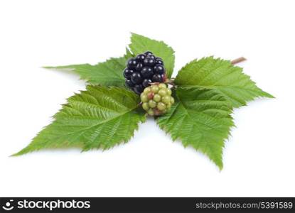 Blackberry branch with green leaf isolated on white. Close up, selective focus.