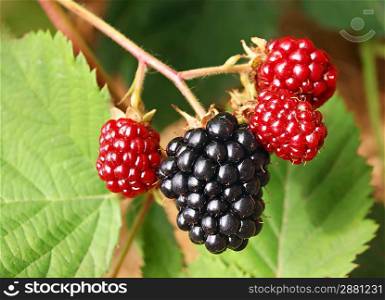 Blackberry bush in the garden