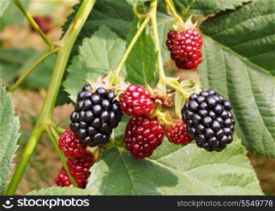 Blackberry bush in the garden