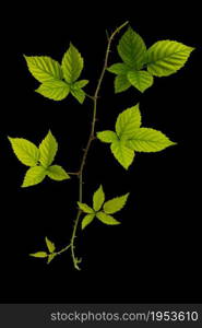 Blackberry fresh leaf isolated on black blackground