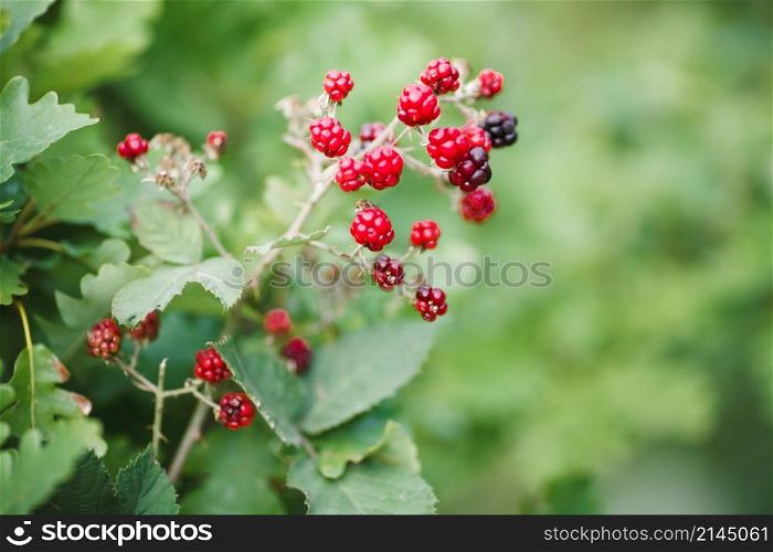 blackberry growth. beautiful landscape. blackberry growth