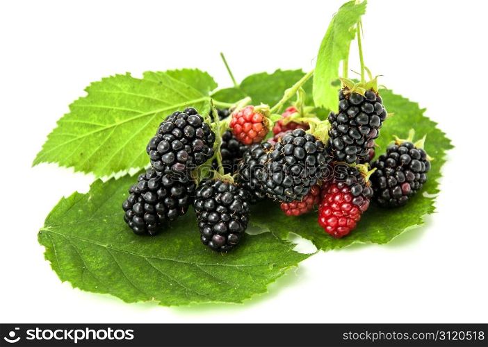 blackberry on a white background
