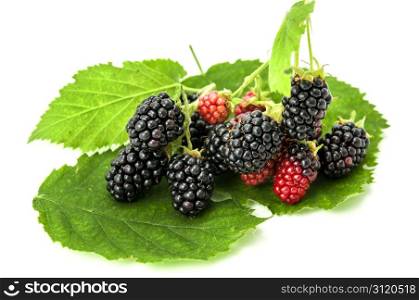 blackberry on a white background