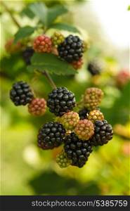 Blackberry on the bush, close up grows