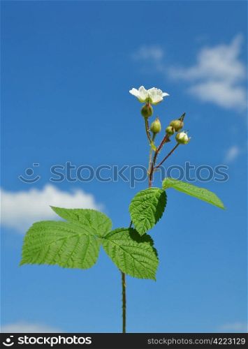 Blackberry with flower