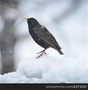 Blackbird In The Winter,Perching On The Snow