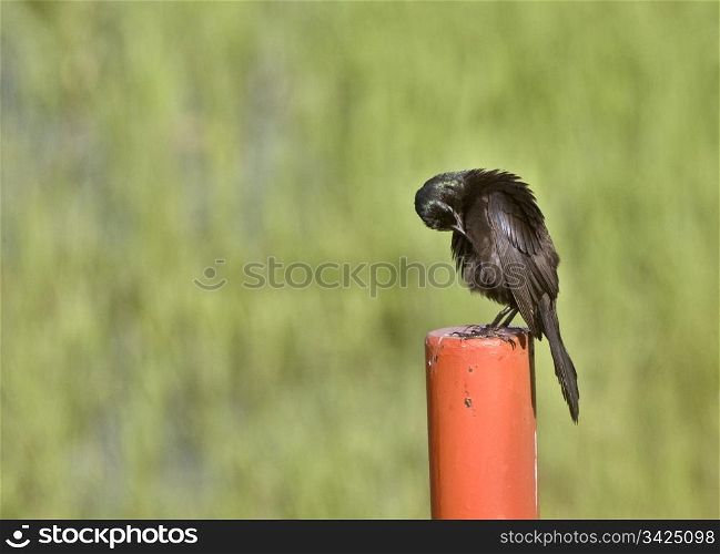 Blackbird on Post in Saskatchewan Canada summer