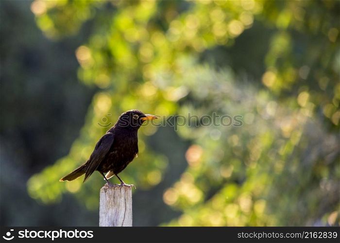 Blackbird or black beak (male) and gray beak (female) (Turdus merula) is a species of passerine bird from the blackbird family (Turdidae) that feeds on black, fruit and insects.