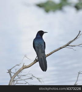 Blackbird Perching On A Branch Near Lake