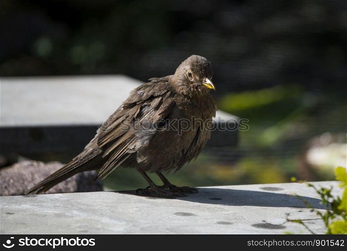 blackbird sitting on a ston in the garden. blackbird sitting in the garden