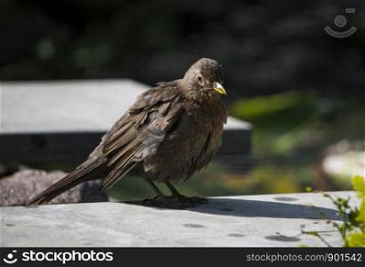blackbird sitting on a ston in the garden. blackbird sitting in the garden