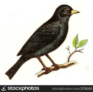 Blackbird, vintage engraved illustration. From Deutch Birds of Europe Atlas.