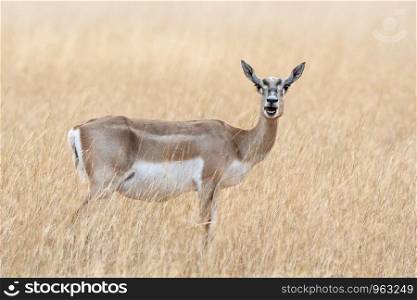 Blackbuck, female, Antilope cervicapra , Blackbuck National Park, Velavadar, Gujarat, India