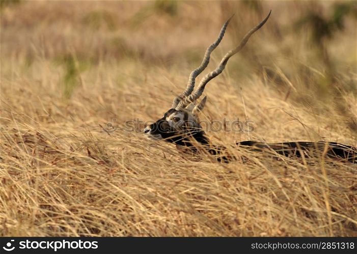 Blackbuck gazing along the grasssland in Gujarat India