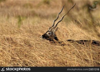 Blackbuck gazing along the grasssland in Gujarat India