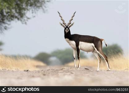 Blackbuck male, Antilope cervicapra ,Blackbuck National Park, Velavadar, Gujarat, India