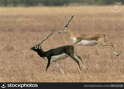 Blackbucks, Antilope cervicapra, Blackbuck National park, Velavadar, Bhavnagar, Gujarat, India.