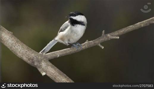Blackcapped Chickadee, head turned, isolated on branch