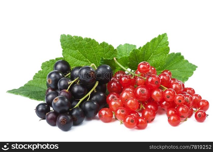 blackcurrant and redcurrant isolated