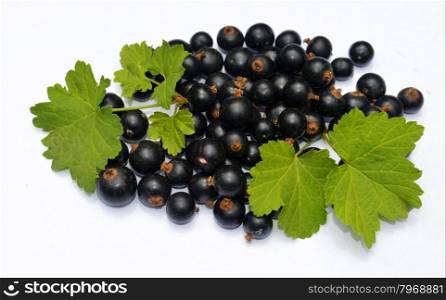 Blackcurrant with leaves