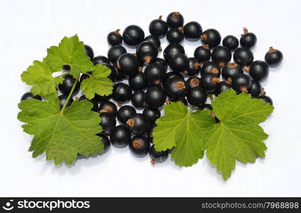 Blackcurrant with leaves