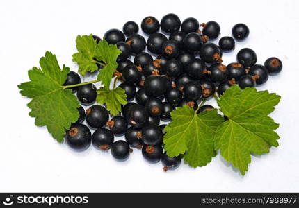 Blackcurrant with leaves