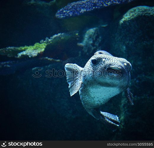 Blackspotted puffer fish swimming marine life in the ocean / Dog-faced puffer