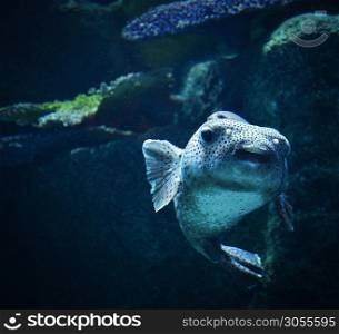 Blackspotted puffer fish swimming marine life in the ocean / Dog-faced puffer