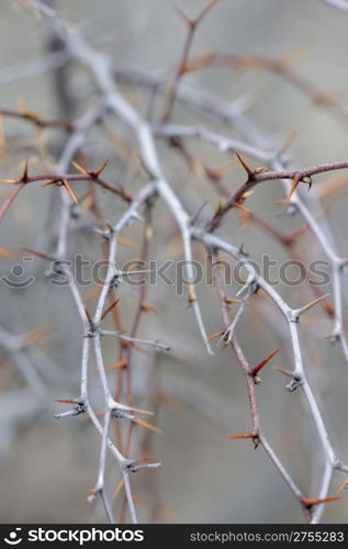 Blackthorn. A prickly plant, Crimea, Ukraine