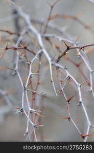 Blackthorn. A prickly plant, Crimea, Ukraine