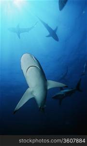 Blacktip sharks (carcharhinus limbatus), underwater view