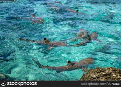 Blacktip sharks in moorea island lagoon. French Polynesia. Blacktip sharks in moorea island lagoon
