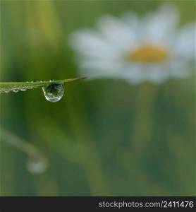 blade of grass with drops of dew and a daisy reflecting