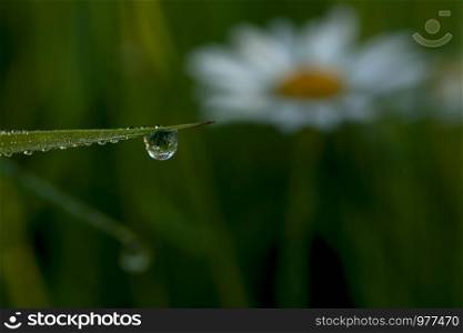 blade of grass with drops of dew and a marguerite reflection