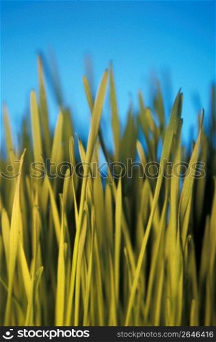 Blades of grass, close-up