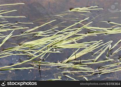 Blades of grass in water along the Boelekeerlspad in Zelhem in Netherlands.