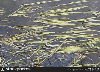 Blades of grass in water along the Boelekeerlspad in Zelhem in Netherlands.