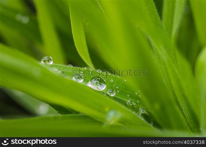 Blades of grass with water droplets, close-up